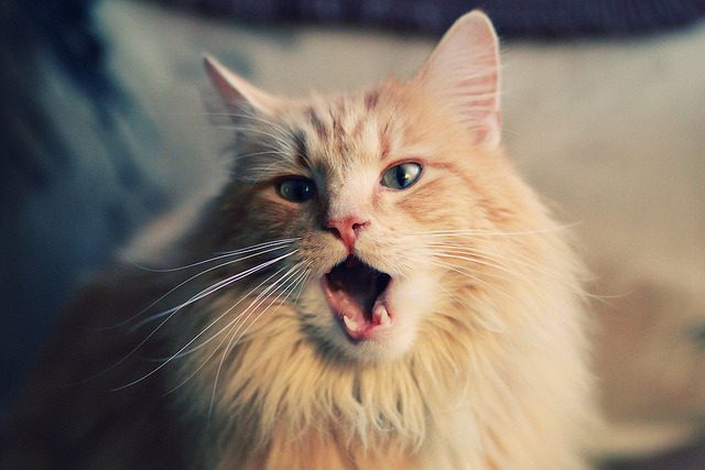 “青训教练员培训班在成都成功举办”，青训师认证训练营