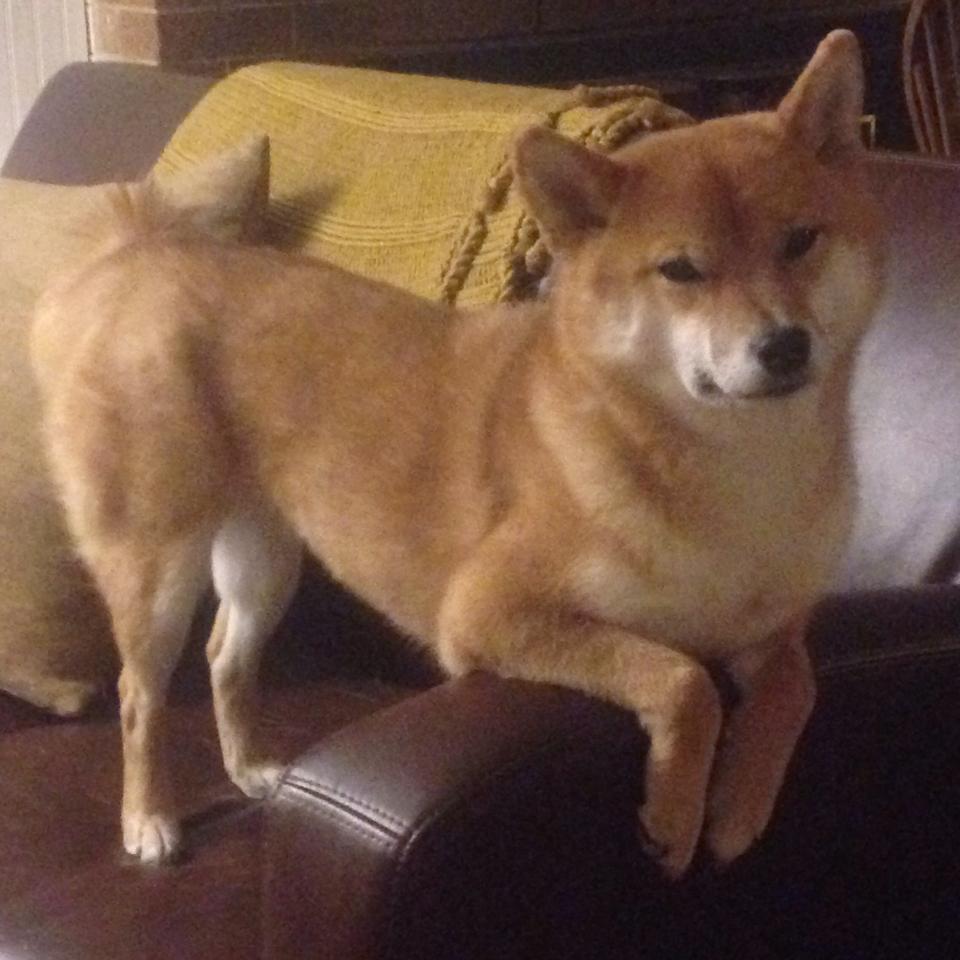 皇马3-0击败帕丘卡，赢得首届洲际杯，皇马3-1完胜巴萨