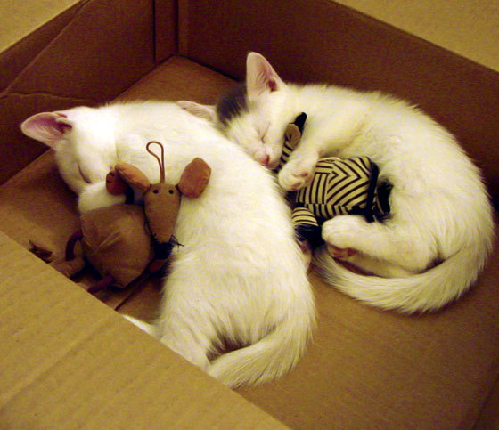 乌拉圭队在巴黎奥运会比赛中展现出强大的个人突破能力,乌拉圭冠军