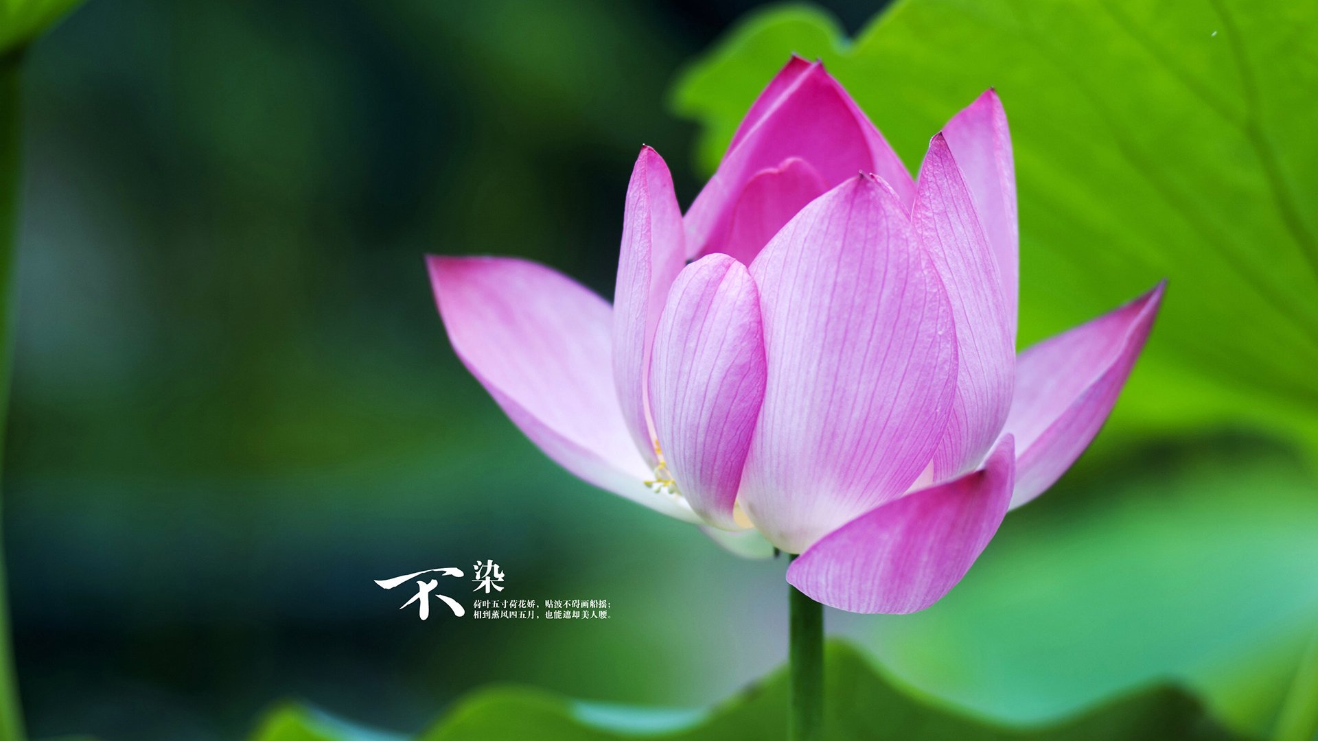 欧国联比赛:奥克兰队惊险险胜比什凯克队,奥克兰城vs诺斯秀尔联