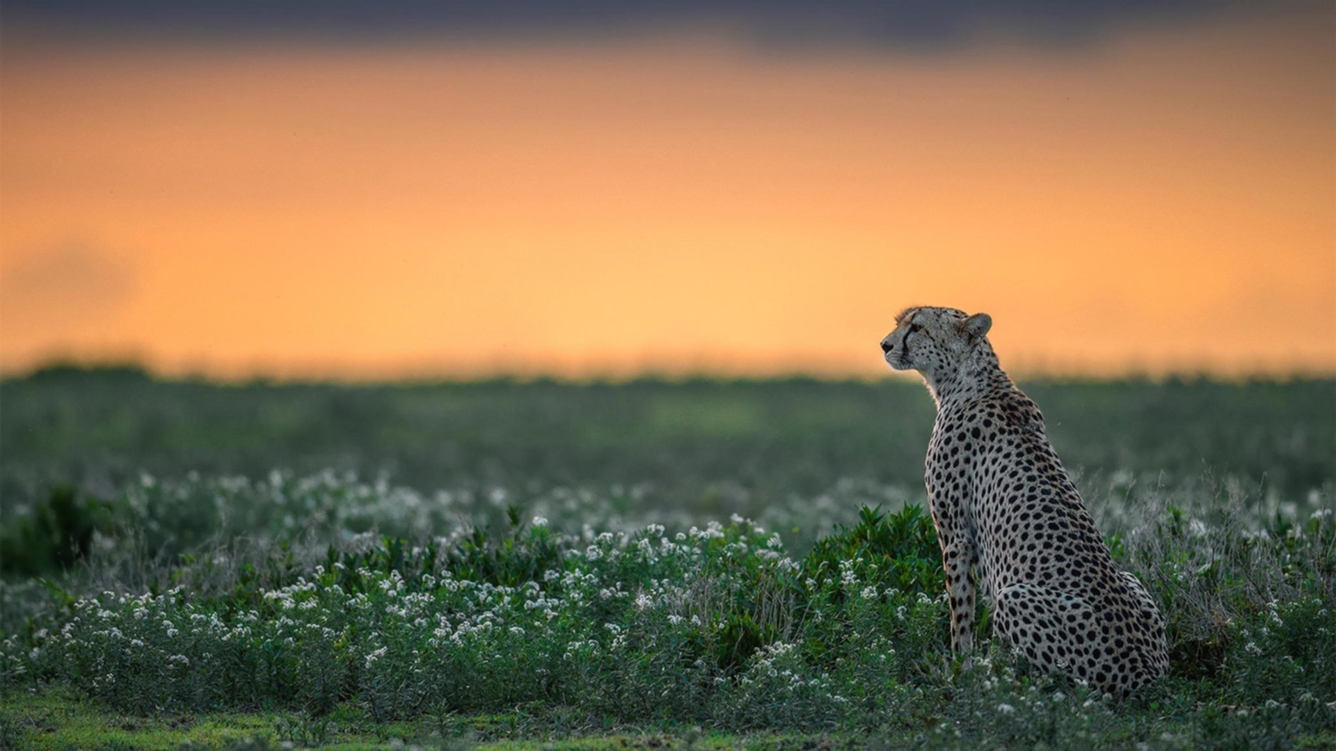 比利时与瑞士在欧预赛中争锋——现场呈现激烈对决，比利时对瑞士比赛谁赢了