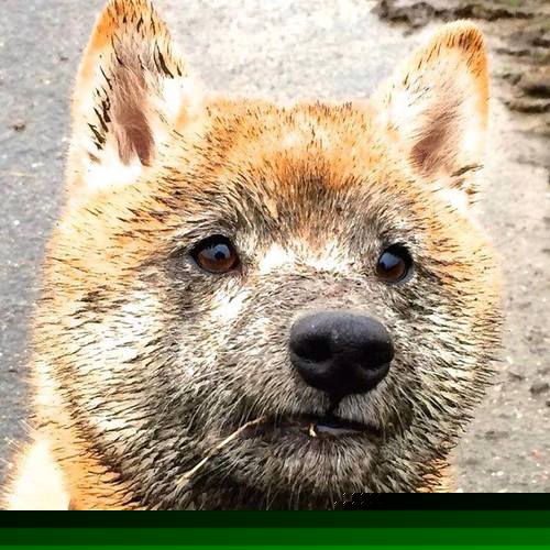 热刺主场小胜谢菲联，继续追赶榜首，热刺对谢菲联集锦