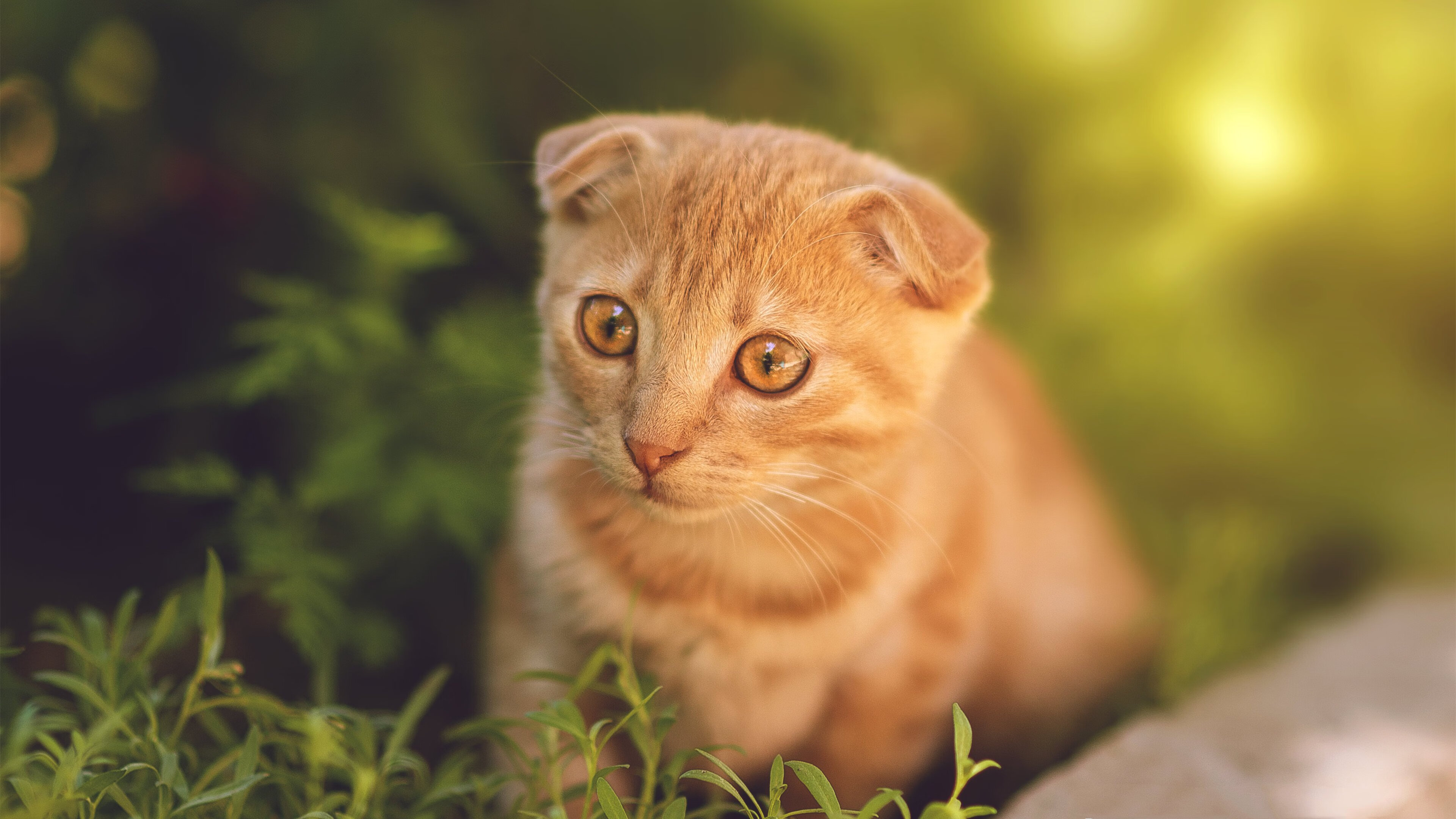 莱比锡引进强力前锋,莱比锡中锋