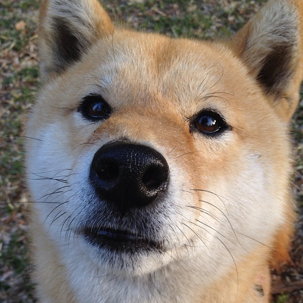 阿尔巴尼亚与冰岛上演对决，欧洲杯预选赛关头