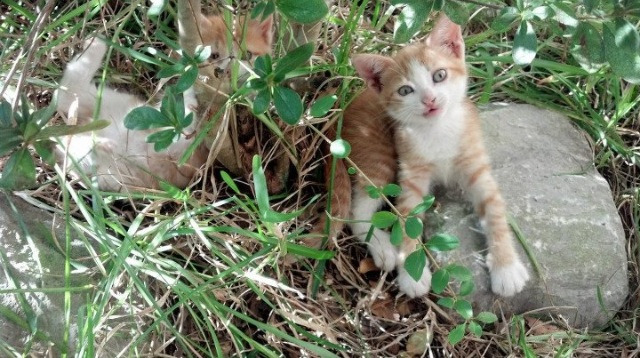 阿尔巴尼亚与冰岛上演对决,欧洲杯预选赛关头