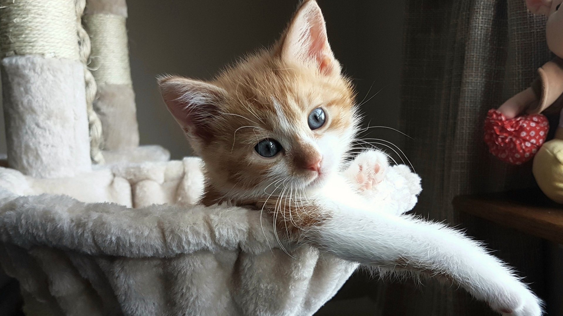 雷霆险胜步行者,关键一役中亚历山大罚球绝杀,亚历山大33分雷霆险胜公牛