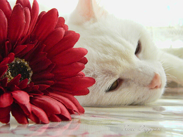 主教练是否应通过节奏调整改变轮换节奏,主教练挑战有什么规定