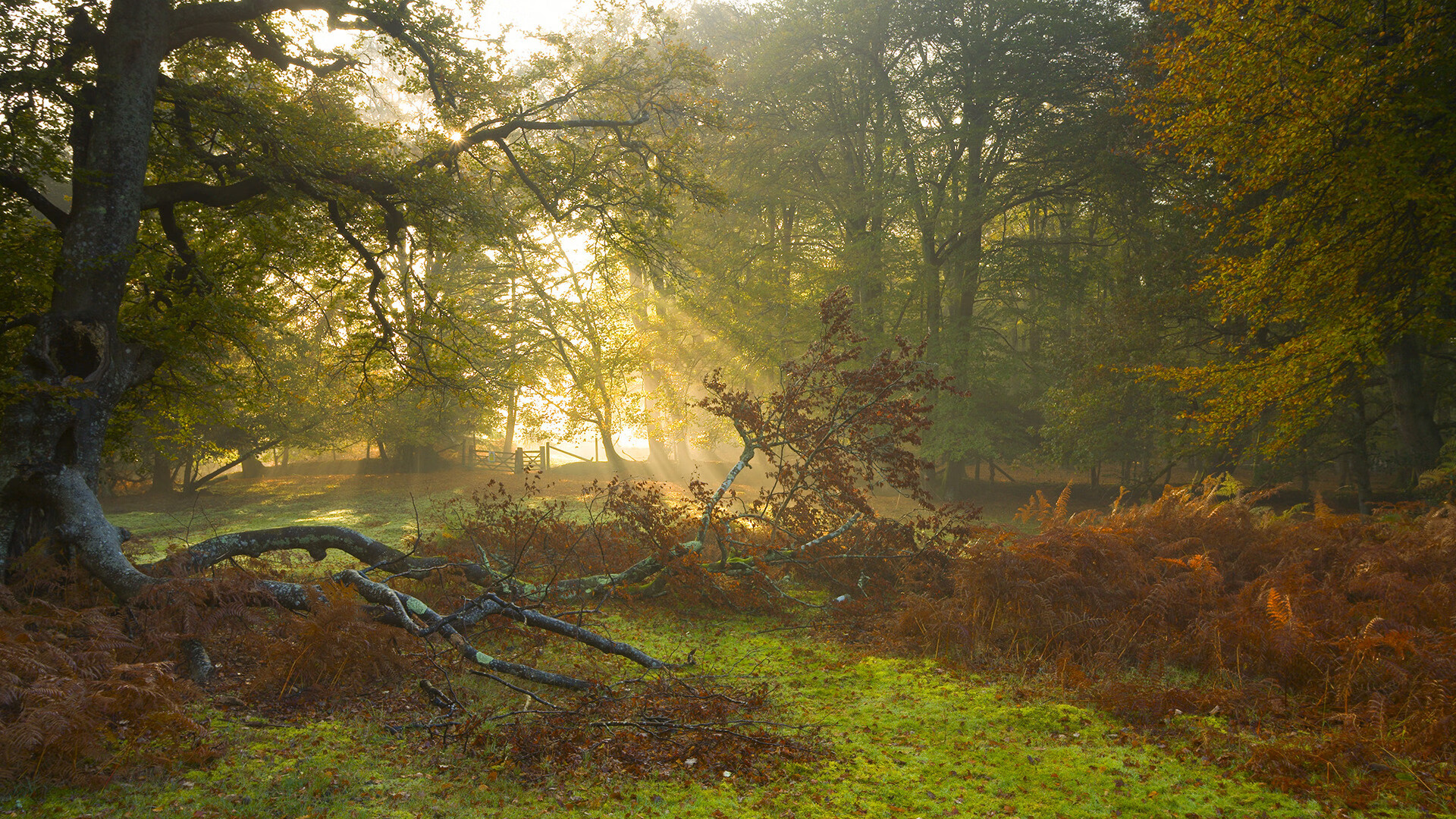世界足球年鉴发布，盘点年度精彩时刻，世界足坛经典比赛