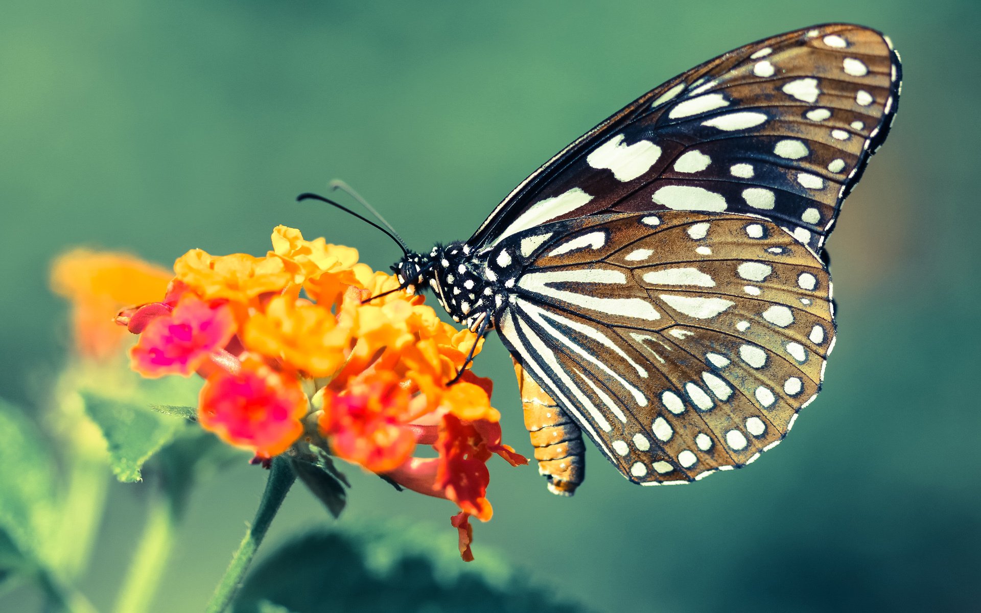 中立代表队B赛后分享团队备战心得