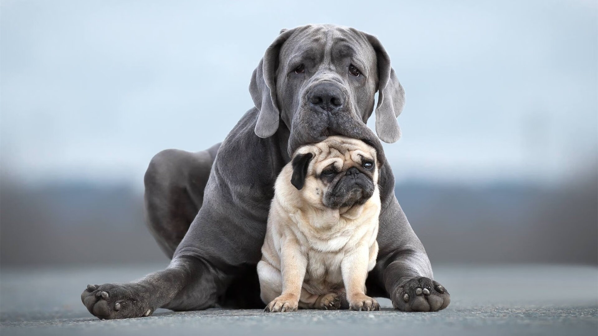 图穆亚强势表现,成为袋鼠队在进攻端的依赖